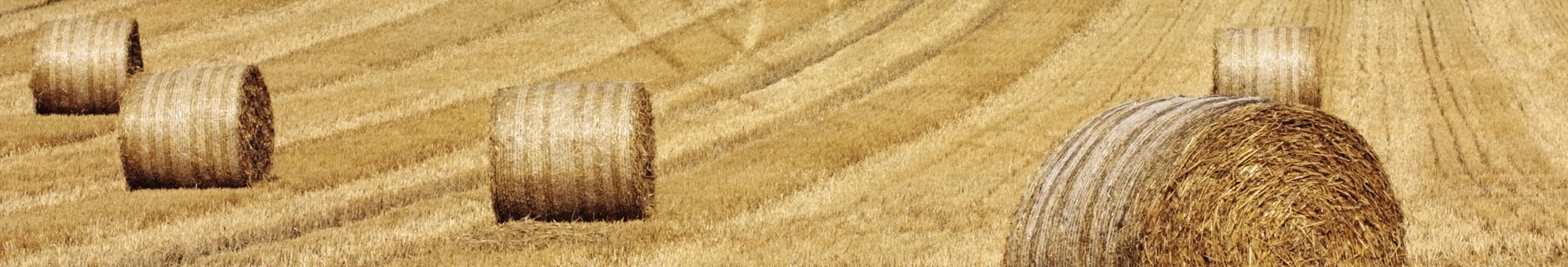 haystacks rolled in field